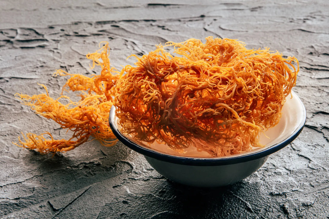 Sea Moss vs. Other Supplements: Nature’s Nutrient-Rich Superfood Showdown
